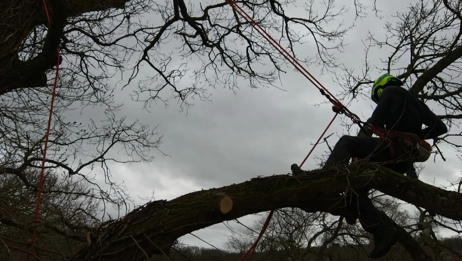 Élagueur en intervention dans un arbre sur la région 44
