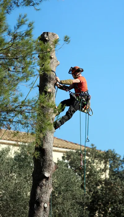Artisan élagueur en intervention dans un arbre