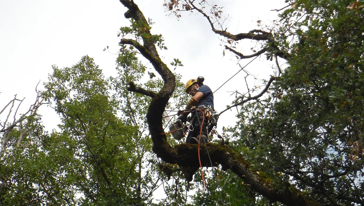 Élagage d'un arbre mature