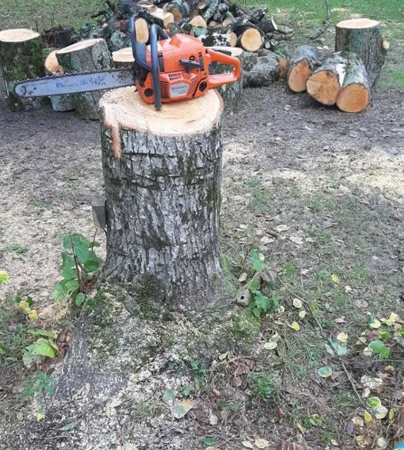 Rognage d'une souche sur un chantier