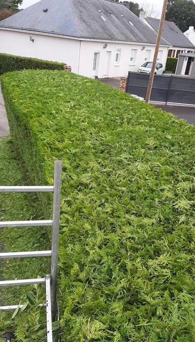 Taille d'une longue haie de jardin
