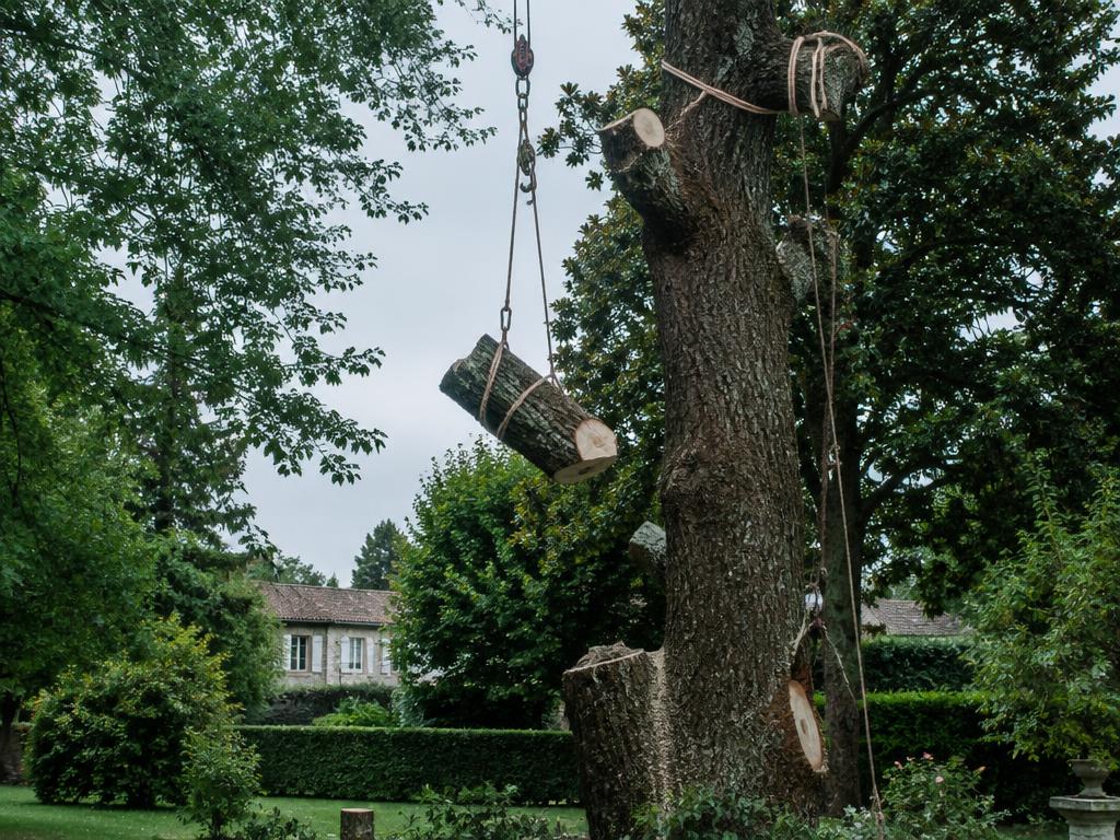 Abattage d'arbres